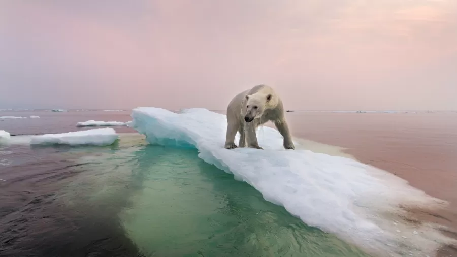 urso polar em cima de iceberg na baia hudson no canada 1600796378048 v2 900x506.jpg