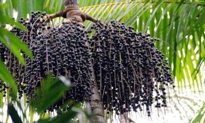 a rota do acai os caminhos do acai brasileiro ate os maiores importadores da fruta os estados unidos