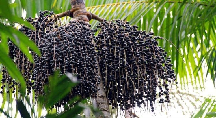 a rota do acai os caminhos do acai brasileiro ate os maiores importadores da fruta os estados unidos