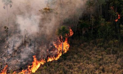 incendioflorestal fotoprevfogoibama 1 900x600 (1)