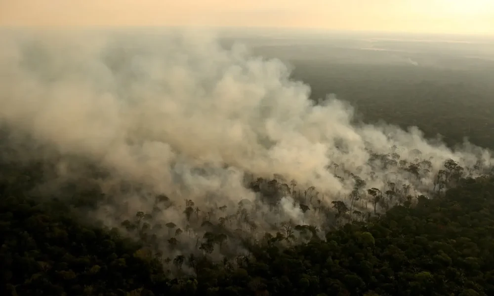 2024 08 05t203153z 1549639608 rc2519asy83z rtrmadp 3 climate change rainforest